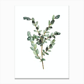 Vintage Creeping Willow Botanical Illustration on Pure White n.0083 Canvas Print