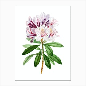 Vintage Common Rhododendron Botanical Illustration on Pure White n.0640 Canvas Print
