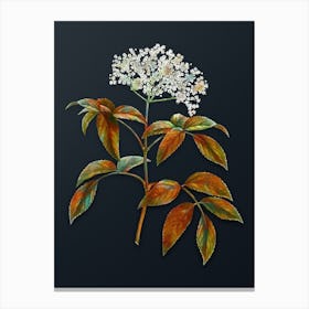 Vintage Elderberry Flowering Plant Botanical Watercolor Illustration on Dark Teal Blue n.0664 Canvas Print