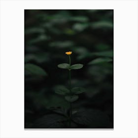 Single Flower In The Dark 36 Canvas Print