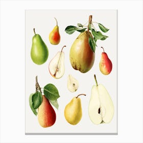 Pears 1 Canvas Print