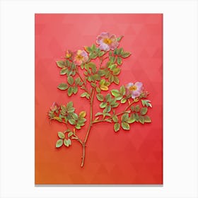 Vintage Rose Corymb Botanical Art on Fiery Red n.0154 Canvas Print