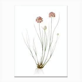 Vintage Allium Globosum Botanical Illustration on Pure White n.0936 Canvas Print