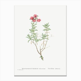 Mesembryanthemum Tuberosum, Pierre Joseph Redoute Canvas Print