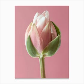 Pink Tulip Canvas Print