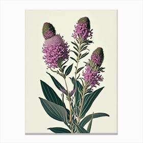 Ironweed Wildflower Vintage Botanical Canvas Print