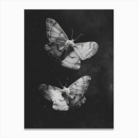 Moths 1 Canvas Print