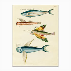 Colourful And Surreal Illustrations Of Fishes Found In Moluccas (Indonesia) And The East Indies, Louis Renard(44) Canvas Print