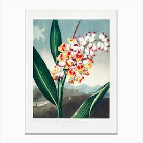 Vintage Botanical Temple Of Flora _2476837 Canvas Print