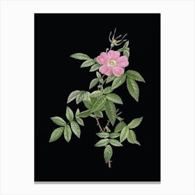 Vintage Pink Boursault Rose Botanical Illustration on Solid Black n.0507 Canvas Print