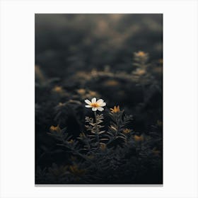 Single Daisy 3 Canvas Print