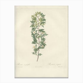 Rose Illustration, Pierre Joseph Redoute (18) Canvas Print