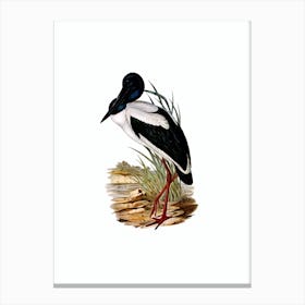 Vintage Australian Mycteria Stork Bird Illustration on Pure White n.0078 Canvas Print