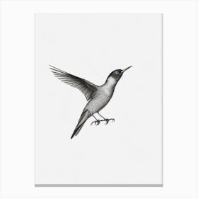 Baldpate B&W Pencil Drawing 2 Bird Canvas Print