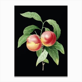 Vintage Peach Botanical Illustration on Solid Black n.0332 Canvas Print