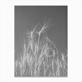 Untitled Photo, Possibly Related To Ripe Wheat In The Field Canvas Print
