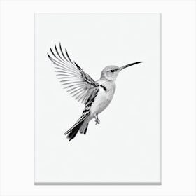 Hoopoe B&W Pencil Drawing 1 Bird Canvas Print