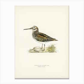 Jack Snipe, The Von Wright Brothers Canvas Print