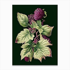 Blackberry Blossom Wildflower Vintage Botanical 2 Canvas Print