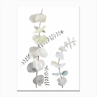 Botanical Illustration Plant Mix1 Canvas Print