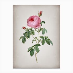 Vintage Provence Rose Bloom Botanical on Parchment n.0400 Canvas Print