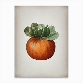 Vintage Bigarade Orange Botanical on Parchment n.0331 Canvas Print