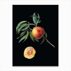Vintage Peach Botanical Illustration on Solid Black 1 Canvas Print