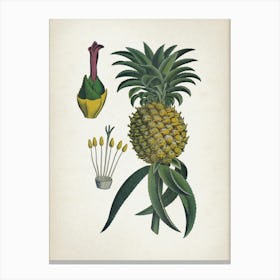 Vintage Bollmann 6 Ananas Canvas Print