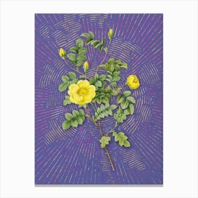 Vintage Yellow Sweetbriar Rose Botanical Illustration on Veri Peri n.0823 Canvas Print