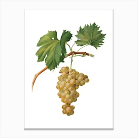 Vintage Grape Vine Botanical Illustration on Pure White n.0459 Canvas Print