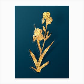 Vintage Elder Scented Iris Botanical in Gold on Teal Blue Canvas Print