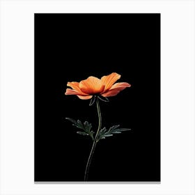 Orange Poppy Canvas Print