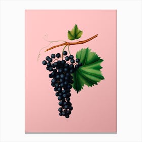 Vintage Berzemina Grape Botanical on Soft Pink n.0834 Canvas Print