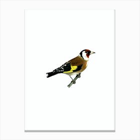 Vintage European Goldfinch Bird Illustration on Pure White Canvas Print