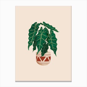 Alocasia Polly Plant Canvas Print