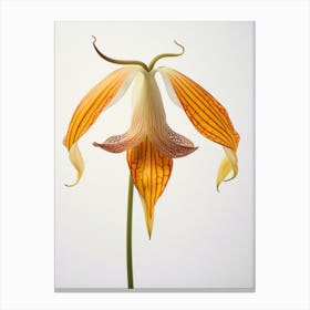 Pressed Wildflower Botanical Art Trout Lily Canvas Print