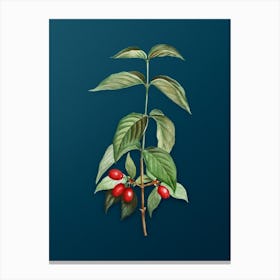 Vintage Cornelian Cherry Botanical Art on Teal Blue n.0826 Canvas Print