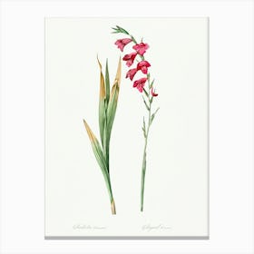 Eastern Gladiolus Illustration From Les Liliacées (1805), Pierre Joseph Redoute Canvas Print