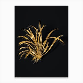 Vintage Sansevieria Carnea Botanical in Gold on Black n.0368 Canvas Print