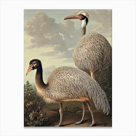 Ostrich Haeckel Style Vintage Illustration Bird Canvas Print