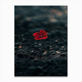 Single Red Poppy 8 Canvas Print