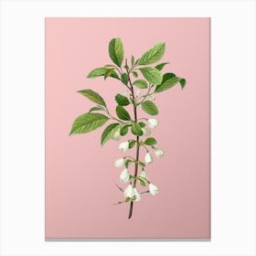Vintage Mountain Silverbell Botanical on Soft Pink n.0482 Canvas Print