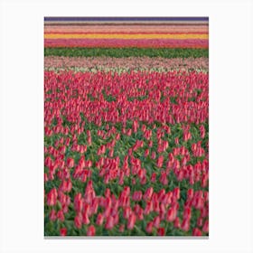Tulip Field 01 Canvas Print
