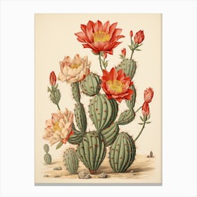 Vintage Cactus Illustration Bunny Ear Cactus 1 Canvas Print