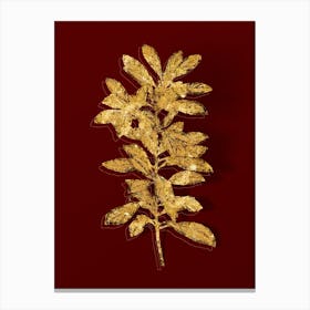 Vintage Firetree Branch Plant Botanical in Gold on Red n.0020 Canvas Print