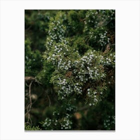 Juniper Canvas Print