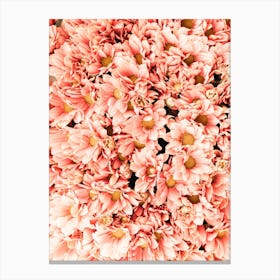 Pink Daisy Flowers Canvas Print