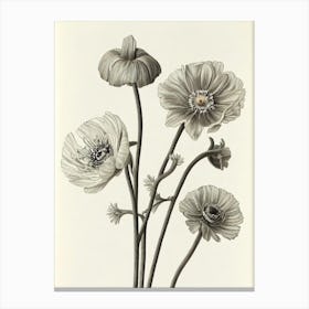 Anemone Vintage Botanical Flower Canvas Print