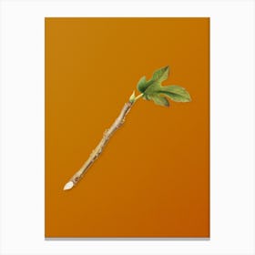 Vintage Fig Botanical on Sunset Orange n.0118 Canvas Print