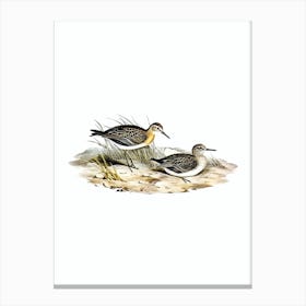 Vintage Grey Tailed Tattler Bird Illustration on Pure White n.0284 Canvas Print